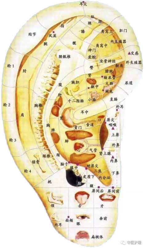 耳穴道|神奇的耳穴，你知道多少？一文让你读懂耳穴